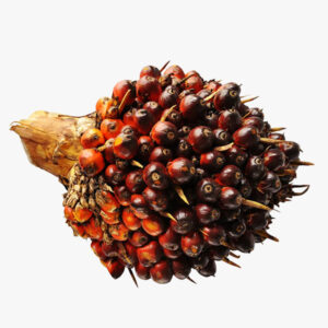Noix de palm socapalm nettoyées 500g
